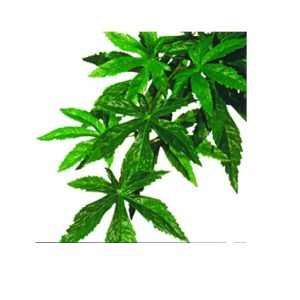 Exo Terra, Abutilon, L, Plast-/silkeplante