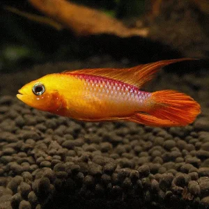 APISTOGRAMMA Agassizii &laquo;FIRE RED &laquo;