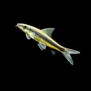 SIAMESISK ALGESPISER Crossocheilus oblongus