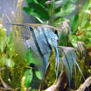 SCALARE S 3-4 cm. Pterophyllum scalare