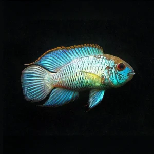 ACARA &laquo;Electric blue&raquo; Andinoacara pulcher
