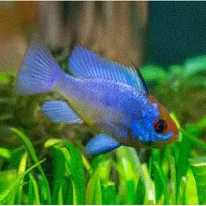 SOMMERFUGLCIKLIDE, ‘Electric blue’, Microgeophagus ramirezi