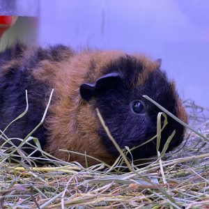 NETTBUTIKK Bilder, IKKE SLETT!