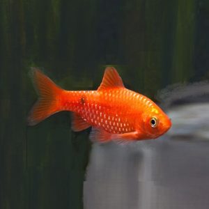 PRAKTBARBE ‘Super Red’, XL, Barbus conchonius