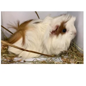 NETTBUTIKK Bilder, IKKE SLETT!
