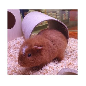 MARSVIN &laquo;Karamell&raquo; Cavia Porcellus