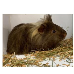 MARSVIN &laquo;Dash&raquo; Cavia Porcellus
