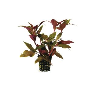 ALTERNANTHERA Cardinalis variegata