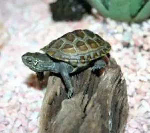 KINESISK TREKJØLSKILPADDE,  Mauremys reevesii