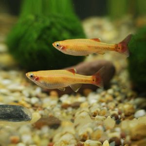 KARDINALFISK GOLD, Tanichthys albonubes