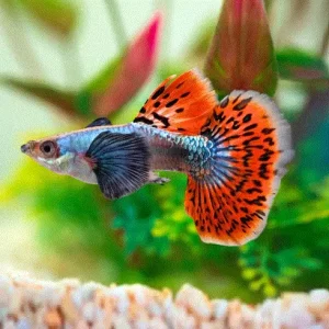 GUPPY Hanner, SPESIAL, Poecilia reticulata