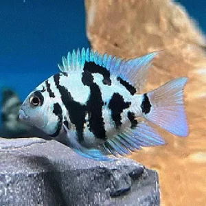 Papegøyefisk BLÅ TIGER