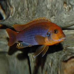 RUSTCIKLIDE Iodotropheus sprengae (Malawi)