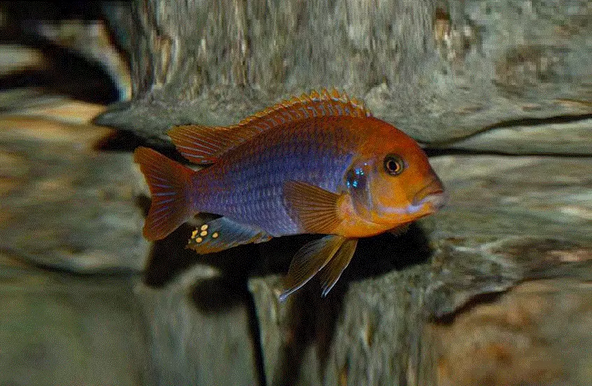 RUSTCIKLIDE Iodotropheus sprengae (Malawi)