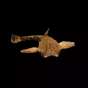 BANJOMALLE Bunocephalus coracoideus