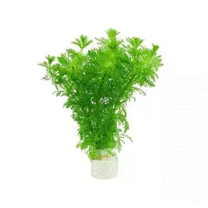 LIMNOPHILA Sessiliflora (egen)