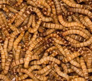 ZOPHOBAS Moria, Larver, 500g. Boks