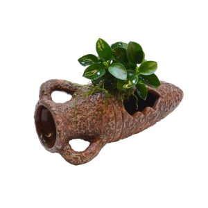 ANUBIAS sp. på krukke