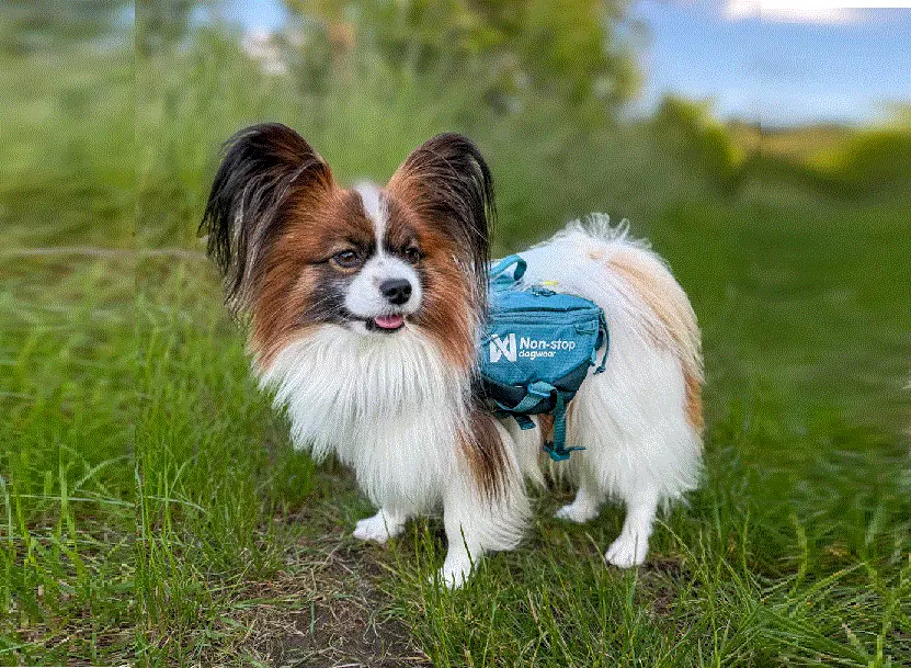 Non-Stop Trail Light Dog Backpack Teal M - Image 3