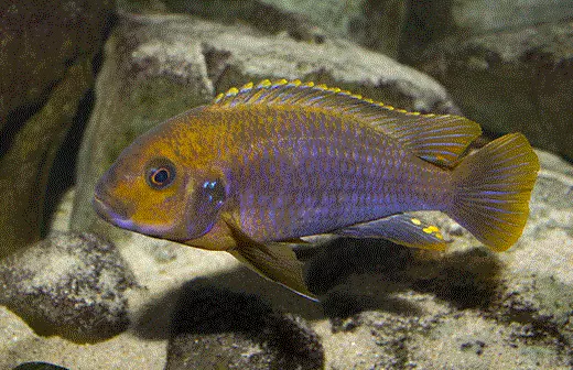 RUSTCIKLIDE Iodotropheus sprengae (Malawi) - Image 3