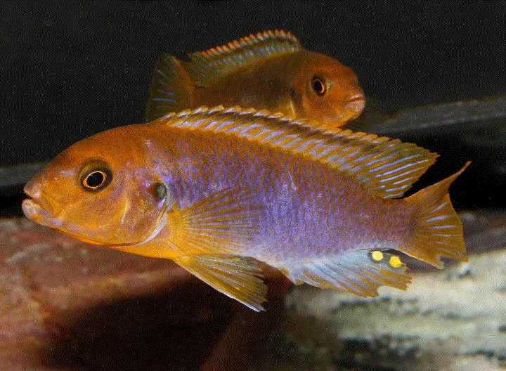 RUSTCIKLIDE Iodotropheus sprengae (Malawi) - Image 4