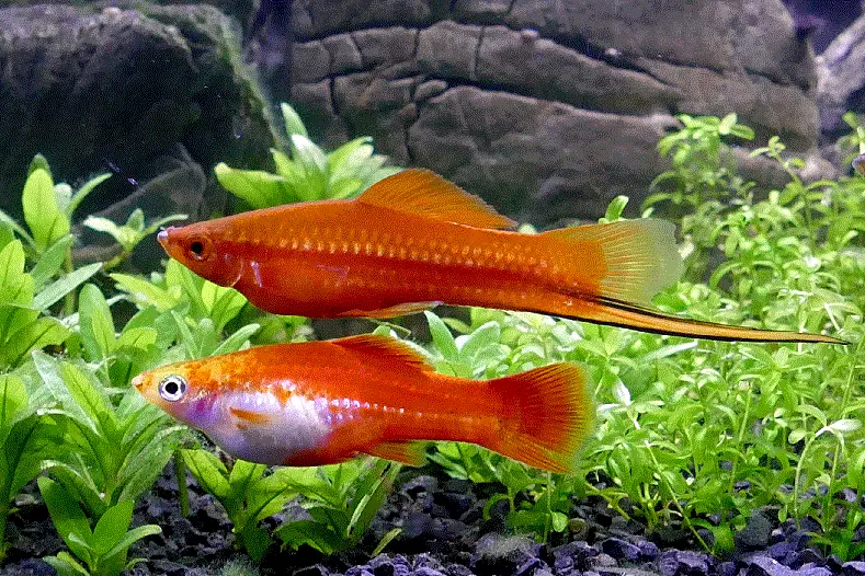 SVERDDRAGER L/XL, (over 6cm.) Xiphophorus hellerii - Image 4